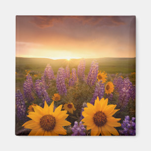 Sunset Daisies Magneet