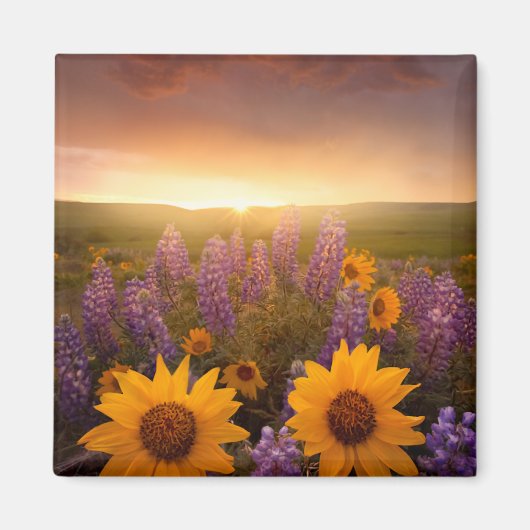 Sunset Daisies Magneet (Voorkant)