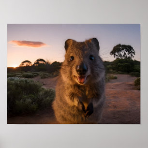 Sunset Delight: Charmante Quokka glimlacht voor de Poster