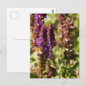 Sunset Flowers Bee Briefkaart (Voorkant / Achterkant)
