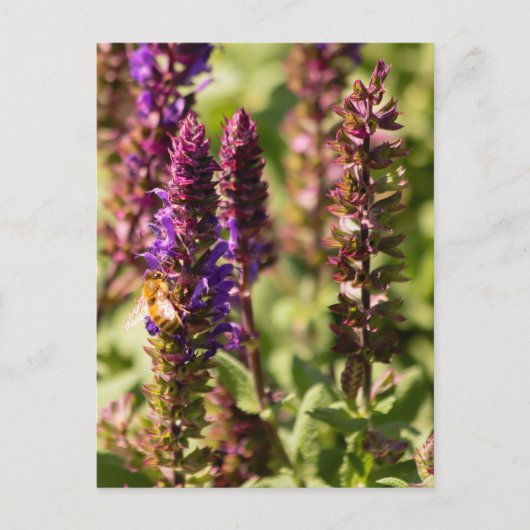 Sunset Flowers Bee Briefkaart (Voorkant)