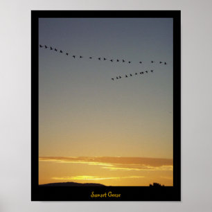 Sunset Geese  Poster