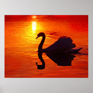 Sunset Glow met Swan Poster