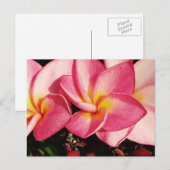 Sunset Hawaiian Plumeria Frangipani Trio Briefkaart (Voorkant / Achterkant)