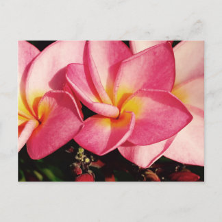 Sunset Hawaiian Plumeria Frangipani Trio Briefkaart