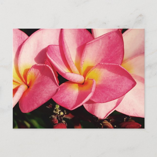 Sunset Hawaiian Plumeria Frangipani Trio Briefkaart (Voorkant)