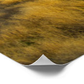 Sunset highlights the red bark of bushes poster (Hoek)