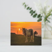 Sunset Horse Briefkaart (Staand voorkant)