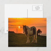 Sunset Horse Briefkaart (Voorkant / Achterkant)