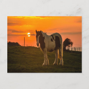 Sunset Horse Briefkaart