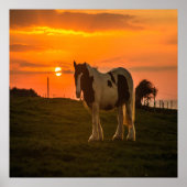 Sunset Horse Poster (Voorkant)