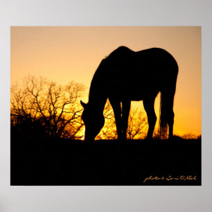 Sunset Horse Silhouette Poster