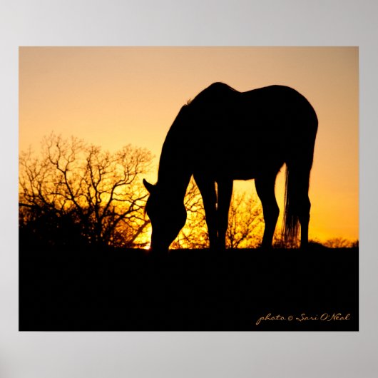 Sunset Horse Silhouette Poster (Voorkant)