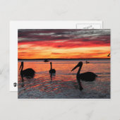 Sunset in Monkey Mia Briefkaart (Voorkant / Achterkant)