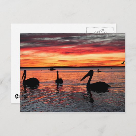 Sunset in Monkey Mia Briefkaart (Voorkant / Achterkant)