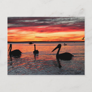 Sunset in Monkey Mia Briefkaart