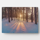 Sunset in sneeuwwinterdenbos fotoplaat (voorkant)