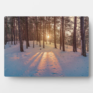 Sunset in sneeuwwinterdenbos fotoplaat