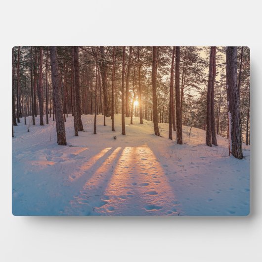 Sunset in sneeuwwinterdenbos fotoplaat (voorkant)