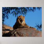 Sunset Lion Poster (Voorkant)