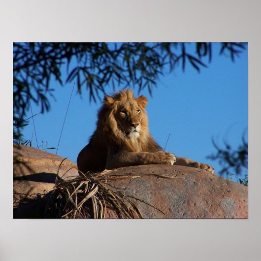 Sunset Lion Poster (Voorkant)
