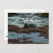 Sunset Lit Harbour Seal I in San Diego Briefkaart (Voorkant / Achterkant)