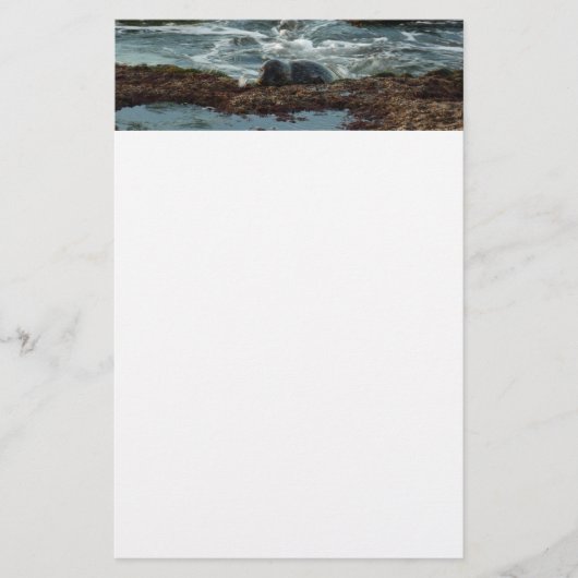Sunset Lit Harbour Seal I in San Diego Briefpapier (Voorkant)