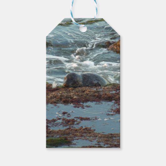 Sunset Lit Harbour Seal I in San Diego Cadeaulabel (Voorkant)