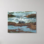 Sunset Lit Harbour Seal I in San Diego Canvas Afdruk (Voorkant)