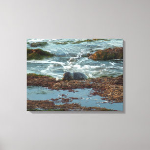 Sunset Lit Harbour Seal I in San Diego Canvas Afdruk