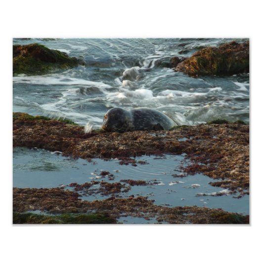 Sunset Lit Harbour Seal I in San Diego Foto Afdruk (Voorkant)