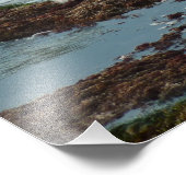 Sunset Lit Harbour Seal I in San Diego Foto Afdruk (Hoek)