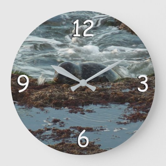 Sunset Lit Harbour Seal I in San Diego Grote Klok (Voorkant)