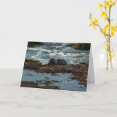 Sunset Lit Harbour Seal I in San Diego Kaart (Gele Bloem)