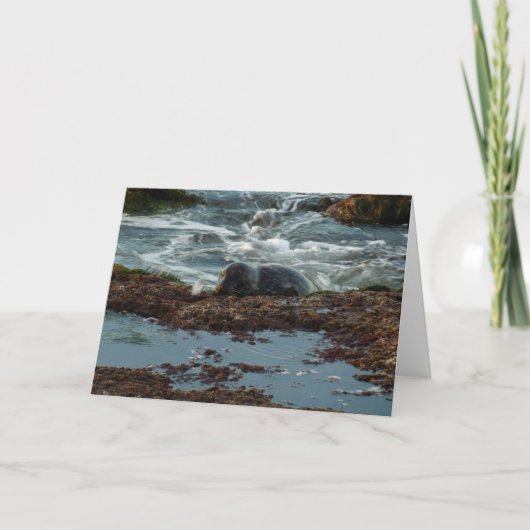 Sunset Lit Harbour Seal I in San Diego Kaart (Voorkant)