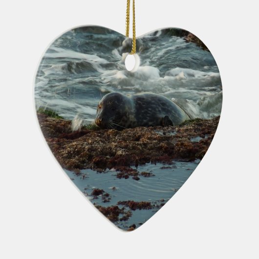 Sunset Lit Harbour Seal I in San Diego Keramisch Ornament (Rechts)