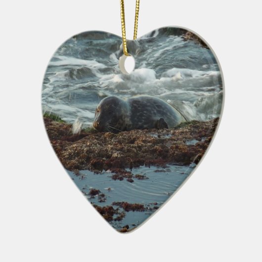 Sunset Lit Harbour Seal I in San Diego Keramisch Ornament (Links)