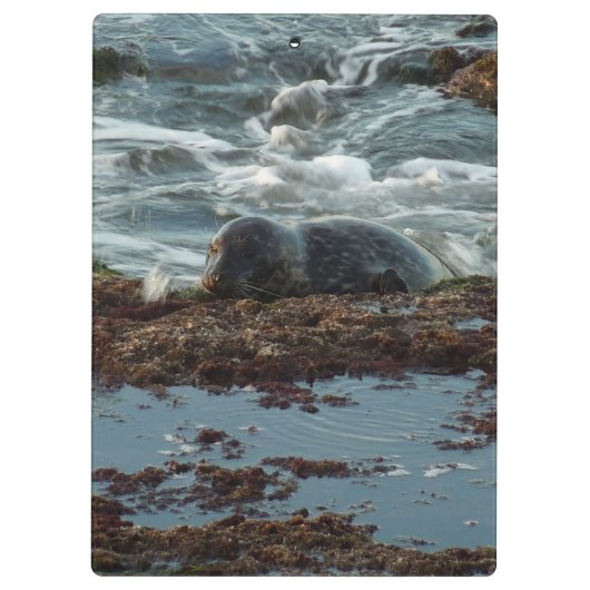 Sunset Lit Harbour Seal I in San Diego Klembord (Achterkant)