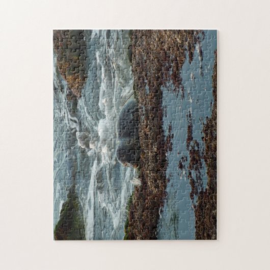 Sunset Lit Harbour Seal I in San Diego Legpuzzel (Verticaal)