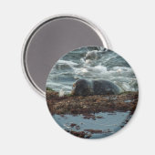 Sunset Lit Harbour Seal I in San Diego Magneet (Voorkant / Achterkant)