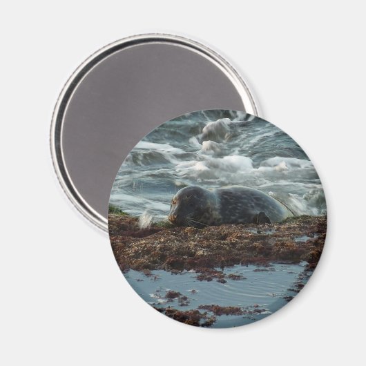 Sunset Lit Harbour Seal I in San Diego Magneet (Voorkant / Achterkant)