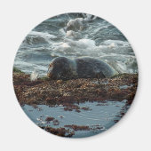 Sunset Lit Harbour Seal I in San Diego Magneet (Voorkant)