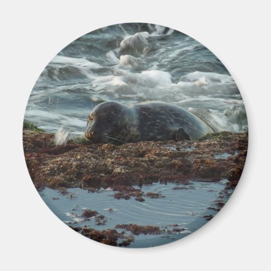 Sunset Lit Harbour Seal I in San Diego Magneet (Voorkant)