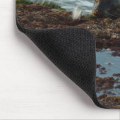 Sunset Lit Harbour Seal I in San Diego Muismat (Hoek)