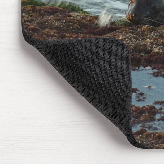 Sunset Lit Harbour Seal I in San Diego Muismat (Hoek)