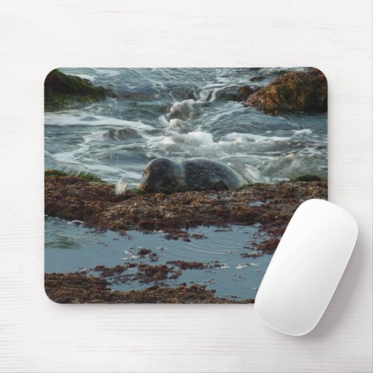 Sunset Lit Harbour Seal I in San Diego Muismat (Met muis)