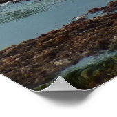 Sunset Lit Harbour Seal I in San Diego Poster (Hoek)