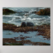 Sunset Lit Harbour Seal I in San Diego Poster (Voorkant)