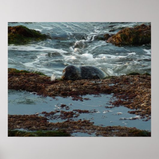 Sunset Lit Harbour Seal I in San Diego Poster (Voorkant)