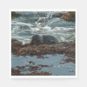 Sunset Lit Harbour Seal I in San Diego Servetten